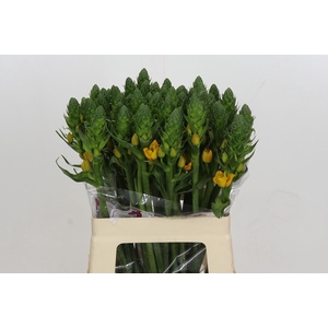 Ornithogalum dubium 'Gold Star'