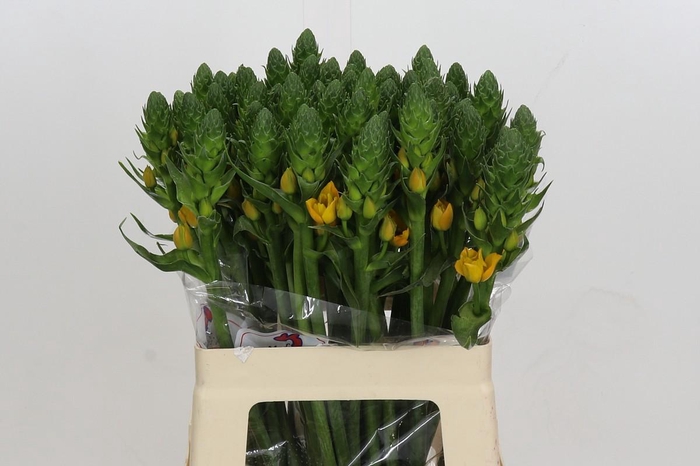 <h4>Ornithogalum dubium 'Gold Star'</h4>