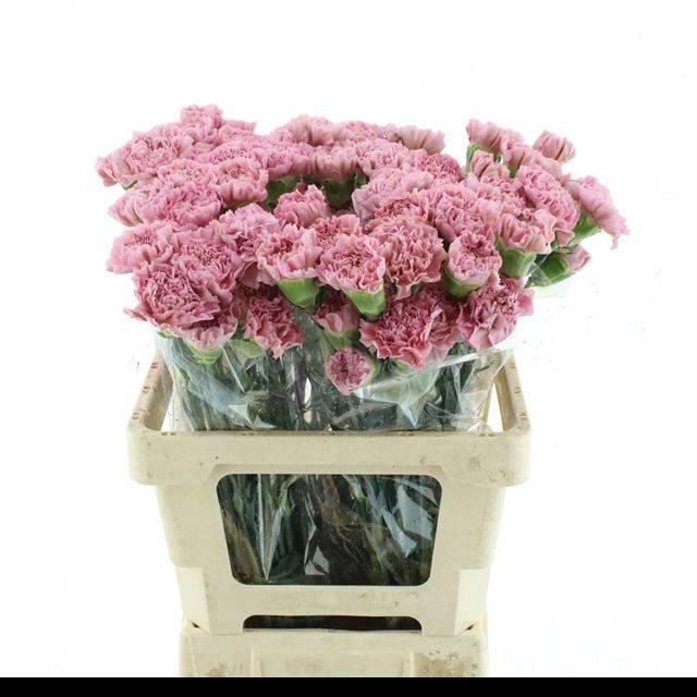 <h4>DI ST LEGE PINK</h4>