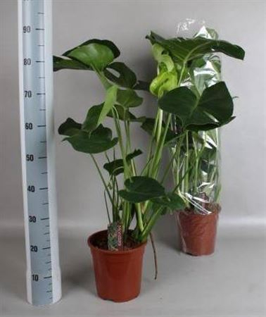 <h4>Monstera Deliciosa</h4>