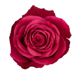 <h4>R Gr Cherry-O! Hot Pink 40cm EC</h4>