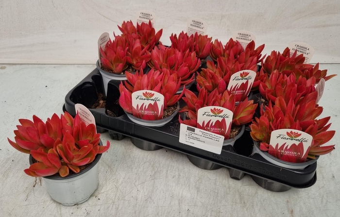 <h4>CRASS OVERIG</h4>