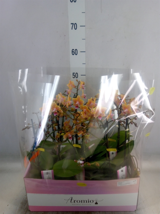 <h4>Phalaenopsis multi.   ...orange</h4>