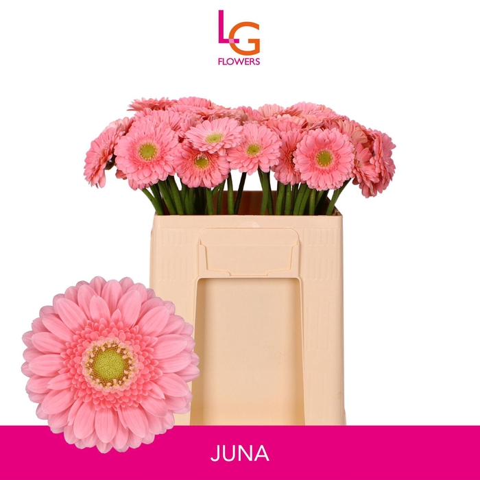 <h4>Germini Juna Water</h4>