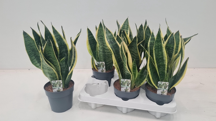 <h4>SANSEV FUTURA SUPERB</h4>