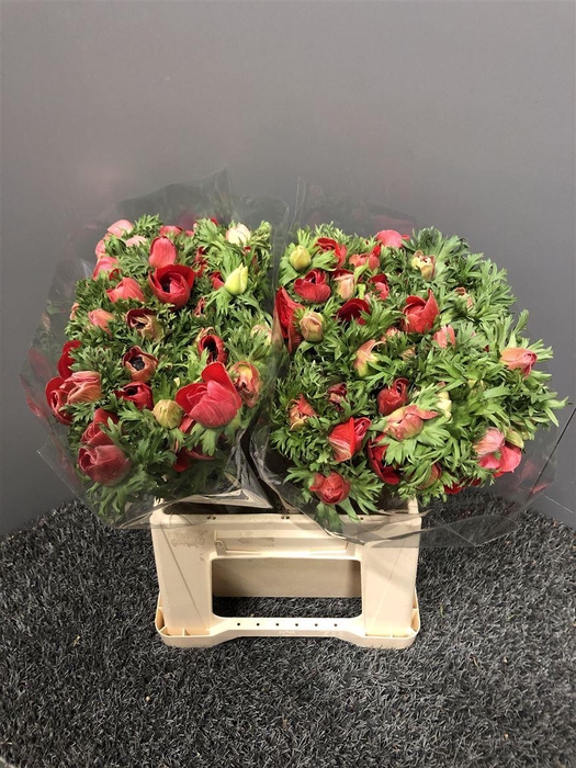 <h4>Anem Ex Red</h4>