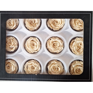 Preserved Rosa Mi Warm Cha 01