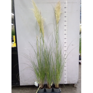 Cortaderia sell. 'Pumila'