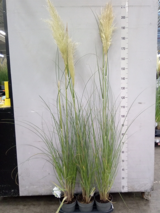 <h4>Cortaderia sell. 'Pumila'</h4>