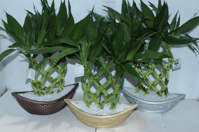 <h4>BAMBU BARCA G DUPLA</h4>