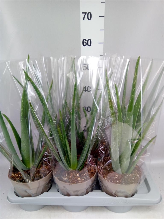 <h4>Aloe vera</h4>