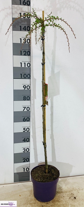 <h4>LARIX KA PENDULA</h4>