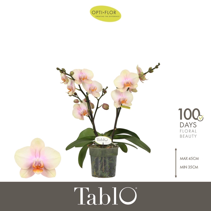 <h4>Phalaenopsis   ...yellow</h4>