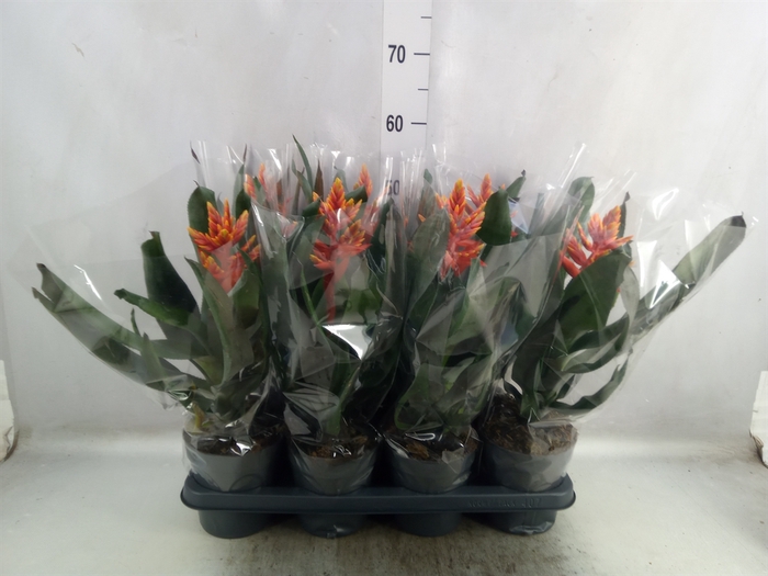 <h4>Aechmea  'Pepita Elegant Flames'</h4>