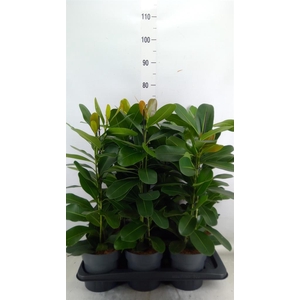 Ficus microcarpa 'Smile'