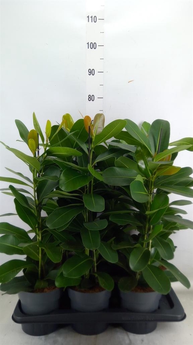 <h4>Ficus microcarpa 'Smile'</h4>