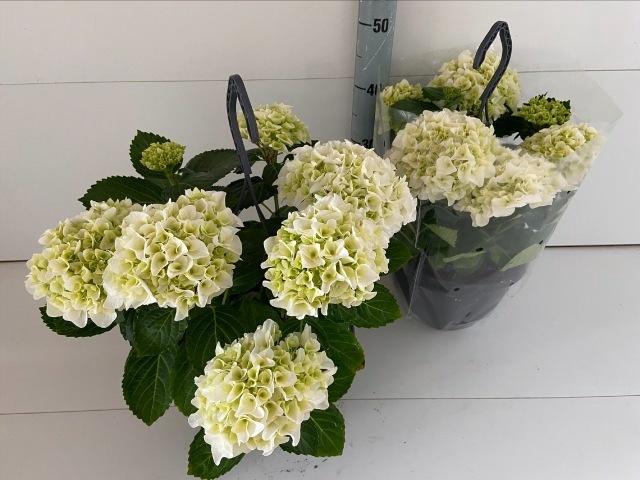 <h4>HYDR M HI WHITE SUN</h4>