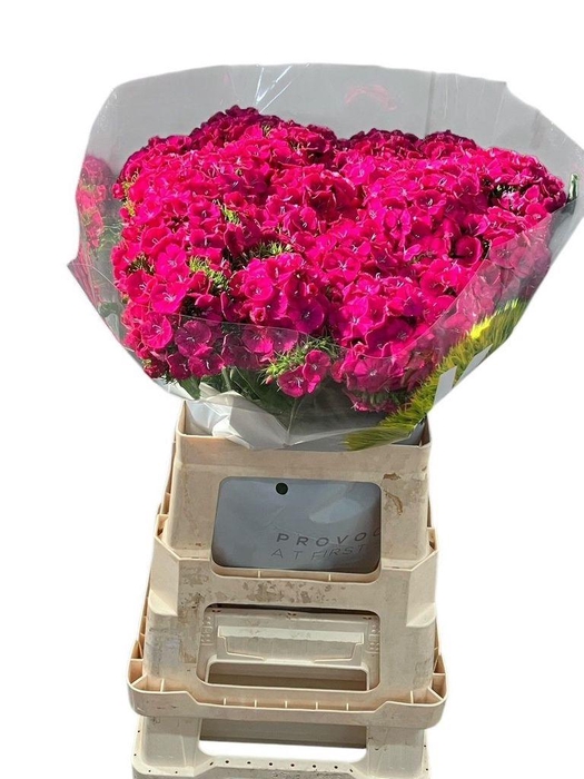 Dianthus Br Kiwi Fuchsia XXL