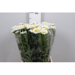 Leuc Vulg White