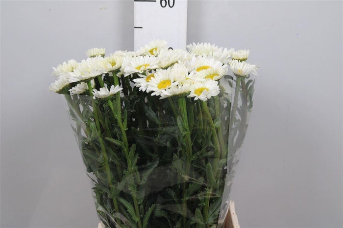 <h4>Leuc Vulg White</h4>