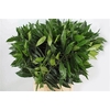 Cocculus 80cm
