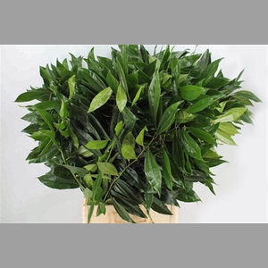 Cocculus 80cm