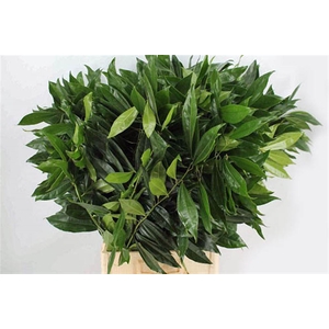 Cocculus 80cm