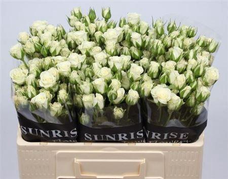 <h4>R Tr Snowflake</h4>