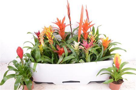 <h4>Bromelia Gem 15 Srt</h4>