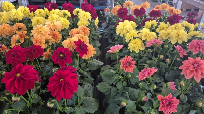 <h4>DAHLIA ROYAL GEM</h4>