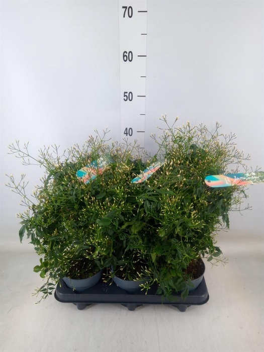 <h4>Jasminum polyanthum</h4>