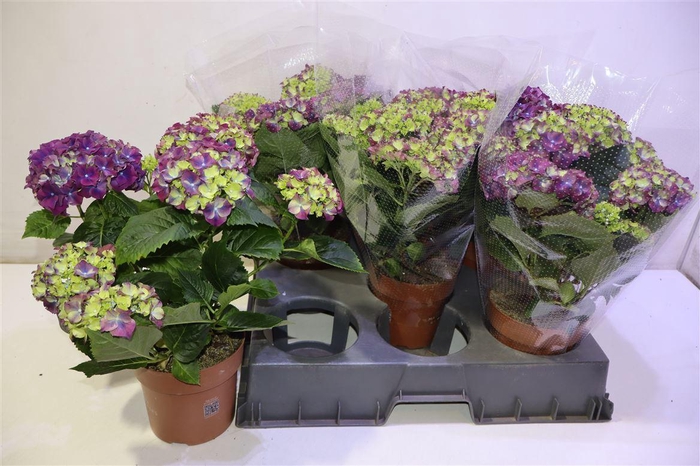 <h4>arr8 Hydr M Hi Fire</h4>