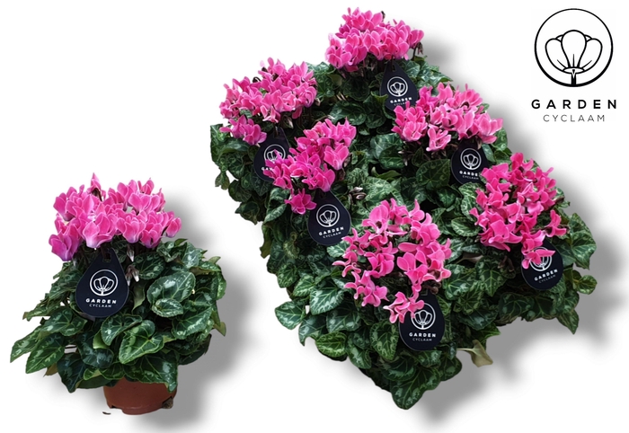 <h4>Cyclamen GARDEN LICHT ROZE</h4>