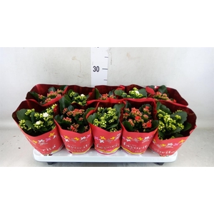Kalanchoe blos. 'Perfecta'  ..mix 2