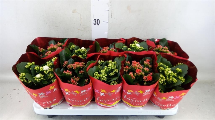 <h4>Kalanchoe blos. 'Perfecta' ..mix 2</h4>