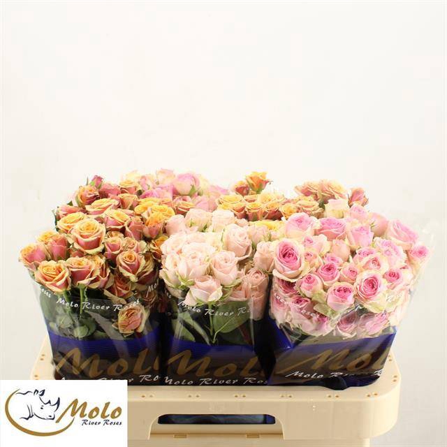 <h4>R Tr Mix In Bucket X50 Molo</h4>