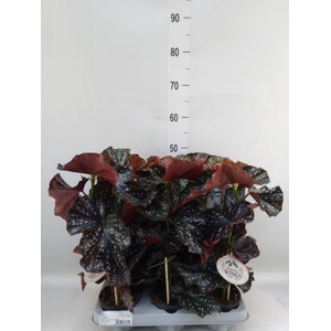 Begonia maculata