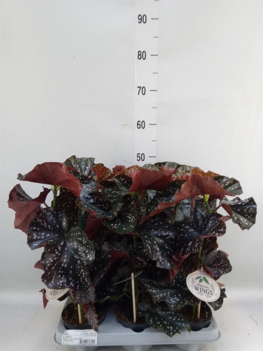 <h4>Begonia maculata</h4>