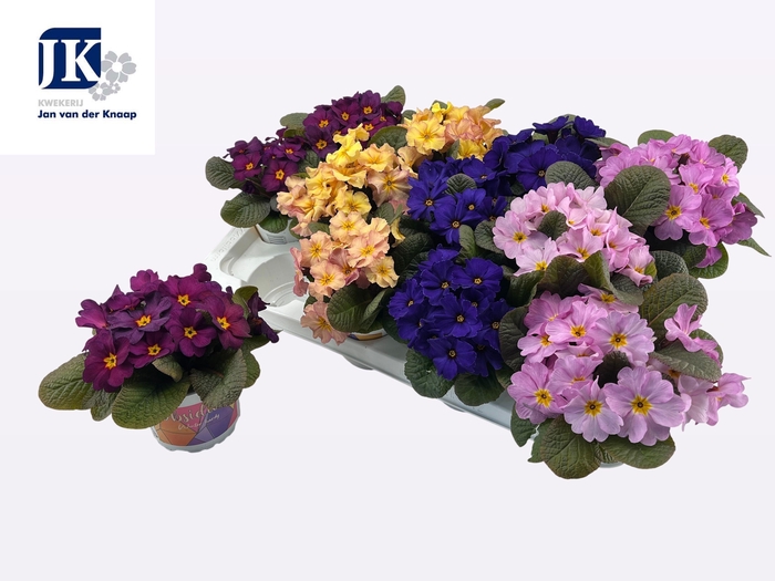 <h4>PRIM AC OBSID GEM</h4>