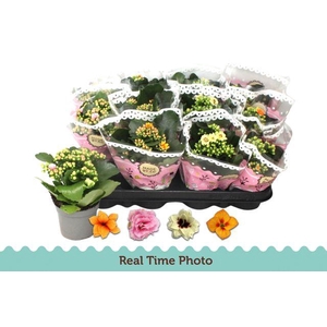 KALAN CALAN MIX TWOTONE P9