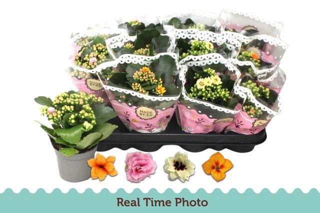 <h4>KALAN CALAN MIX TWOTONE P9</h4>