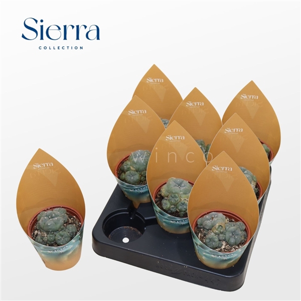 <h4>Lophophora Williamsii (old) (Sierra)</h4>