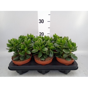 Crassula  'Hulk'