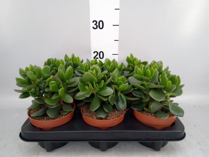 <h4>Crassula  'Hulk'</h4>