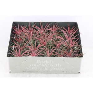 arr3 CP - Till. Ionantha rood x20
