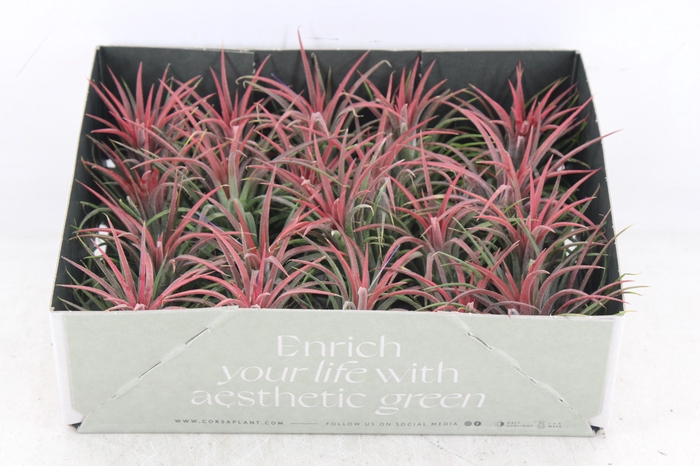 Arr3 Cp - Till. Ionantha Rood X20