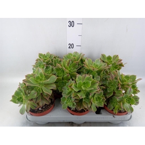 Aeonium   ...