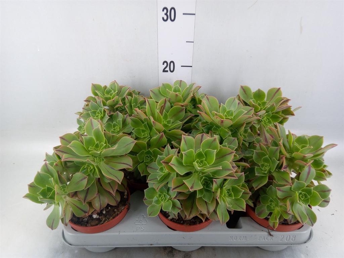 <h4>Aeonium   ...</h4>