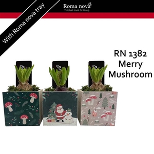 Arrangementen Hyacinthus 6%