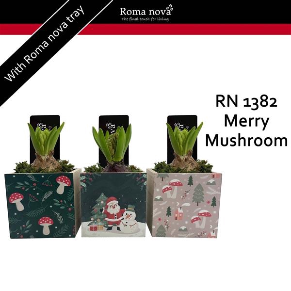 <h4>Arrangementen Hyacinthus 6%</h4>